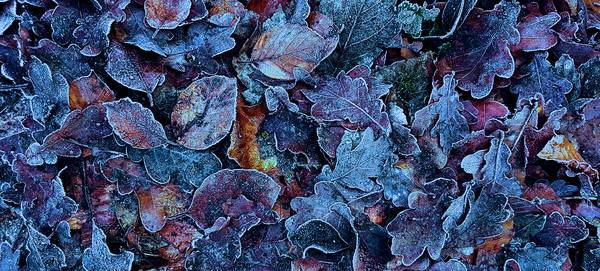 Frosty Leaves à FRANK DERNBACH