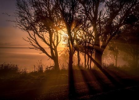 Sunrise over Morning Mist