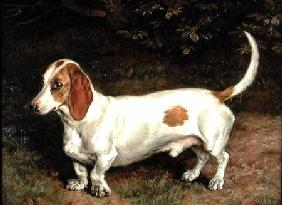 A Favourite Dachsund