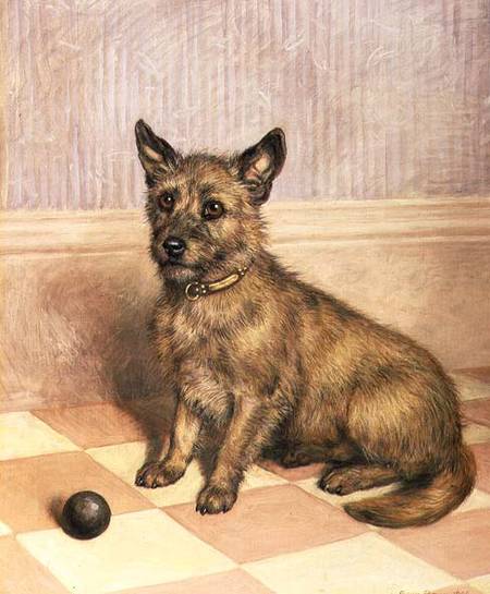 Waiting to Play, a Cairn terrier with a ball à Frank Paton