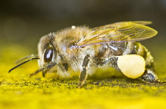Bienen fliegen schon à Frank Rumpenhorst