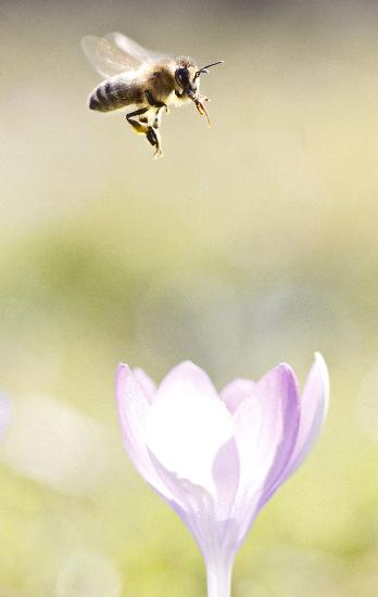Frühlingsboten - Die Bienen fliegen schon à Frank Rumpenhorst