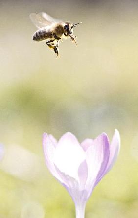 Frühlingsboten - Die Bienen fliegen schon