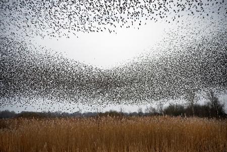 Flock of starlings