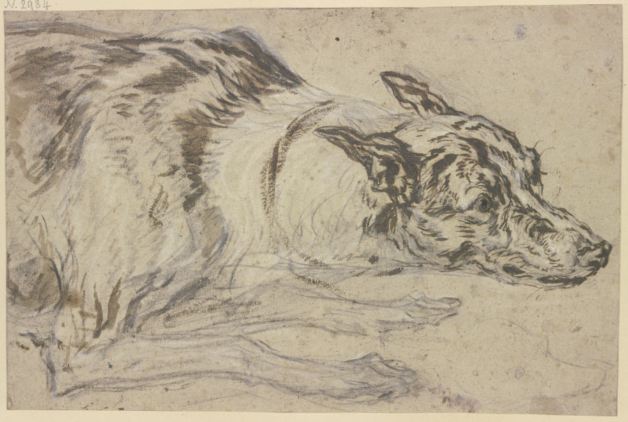 Gefleckter Hundekopf mit Vorderpfoten à Frans Snyders