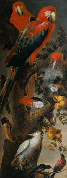 Macaws and Parrots à Frans Snyders