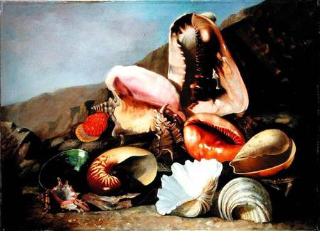 Still life of shells à Franz Anton von Scheidel