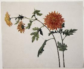 Chrysanthemums