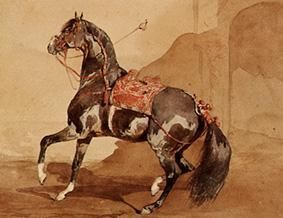 cheval arabe. à Französisch