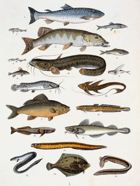 Bonefish and Acanth– opterygians à Ecole française du XIXe siècle