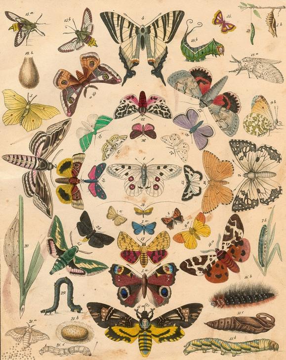 Butterflies à Ecole française du XIXe siècle