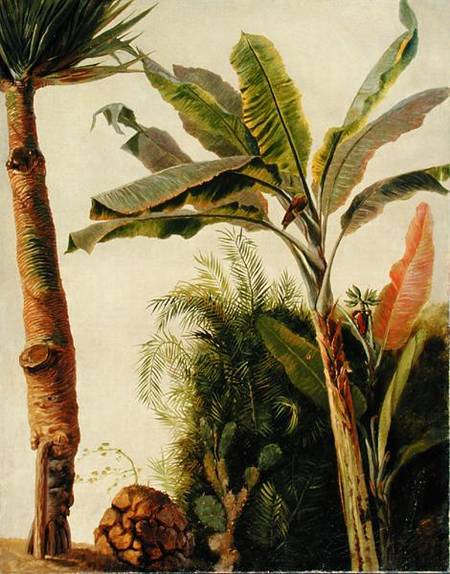 Banana Tree à Frederic Edwin Church