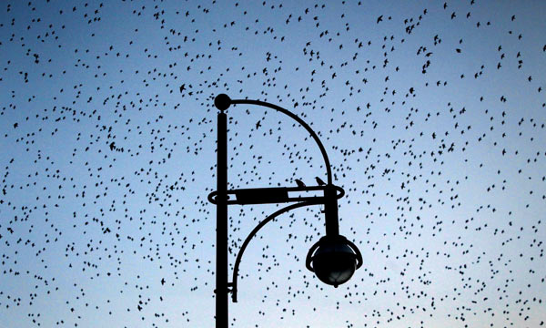 Tausende Stare fliegen am Himmel über Mainz à Fredrik Von Erichsen