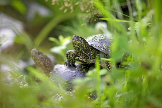 Sumpfschildkröten in der Pfalz à Fredrik Von Erichsen