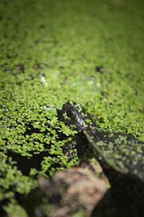 Sumpfschildkröte in der Pfalz