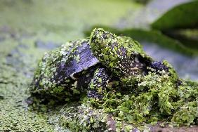 Sumpfschildkröte in der Pfalz