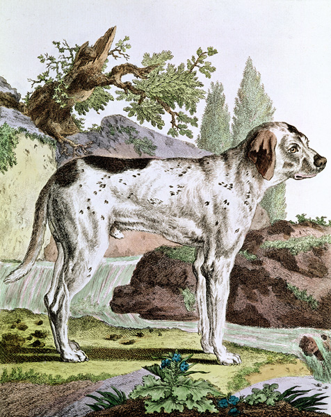 A Pointer, illustration from ''Histoire Naturelle'' Georges Louis Leclerc (1707-88) Count of Buffon, à École française
