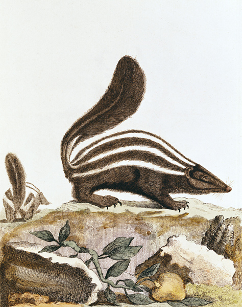 Skunk, from ''Histoire Naturelle'' Georges Louis Leclerc Buffon (1707-88) 1749-1804 à École française