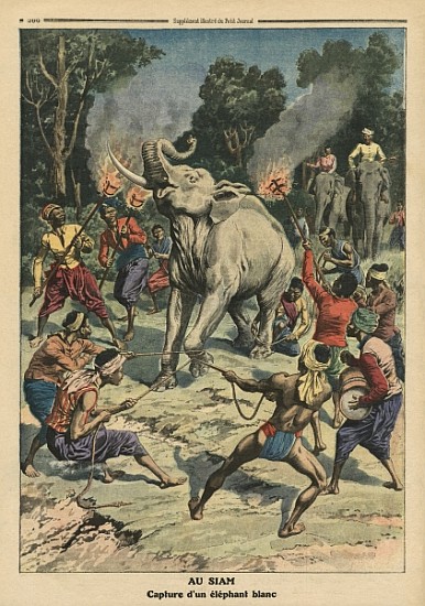 Catching a white elephant in Siam, illustration from ''Le Petit Journal'', supplement illustre, 10th à École française