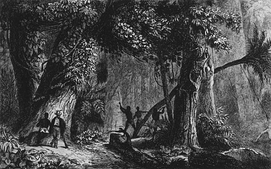 Forest Opening from ''Bresil, Columbie at Guyanes'', Ferdinand Denis and Cesar Famin 1839 à École française
