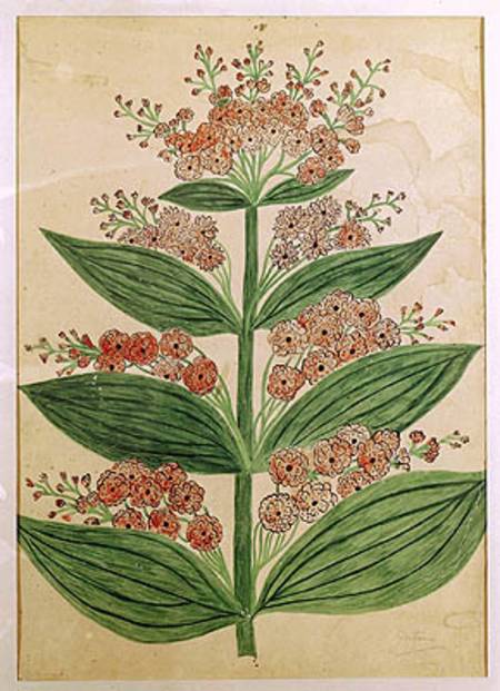 Gentian with imaginary flowers, plate from a seed merchants in Oisans à École française