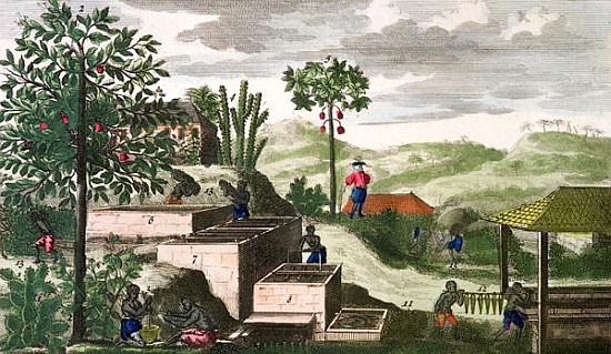 Indigo Plant, illustration from ''Histoire des Antilles'' Jean Baptiste Labat (1663-1738) (see also  à École française