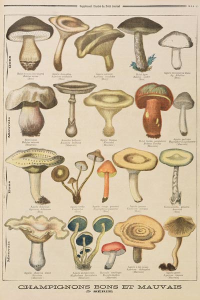 Good and bad mushrooms, illustration from the illustrated supplement of Le Petit Journal, 26th Octob à École française