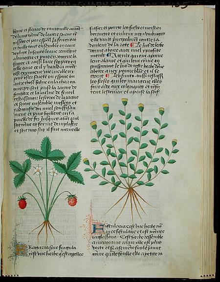 Strawberry Plant, from 'Grand Herbier' by Pedanius Dioscorides c.40-90 AD) à École française