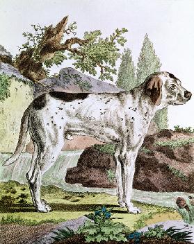 A Pointer, illustration from ''Histoire Naturelle'' Georges Louis Leclerc (1707-88) Count of Buffon,