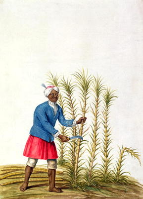 Slave cutting sugar cane, from the Illes de l'Amerique in the Antilles, end of the 17th century (w/c à Ecole Française, (17ème siècle)