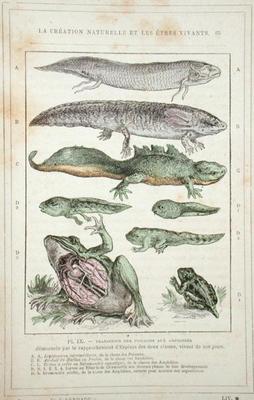 Transition of Fish into Amphibians, from a book by Dr. Rengade, c.1880 (engraving) à Ecole Française, (19ème siècle)