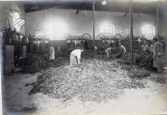 Distillation of Geranium, from 'Industrie des Parfums a Grasse', c.1900 (photo) à Ecole Française, (20ème siècle)