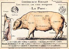 Cuts of Pork, illustration d'un manuel français de la science domestique par H. de Puytorac (couleur