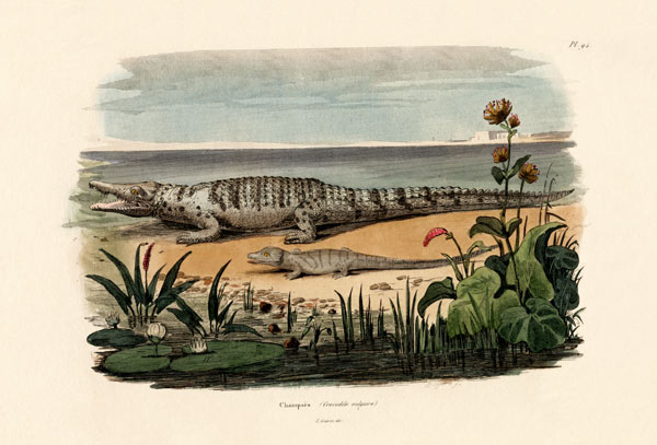 Crocodiles à École française, (19ème siècle)