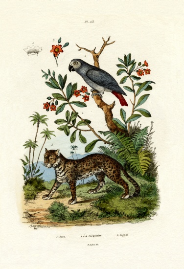 African Grey Parrot à École française, (19ème siècle)