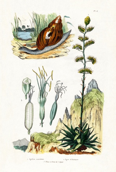 Agate Snail à École française, (19ème siècle)