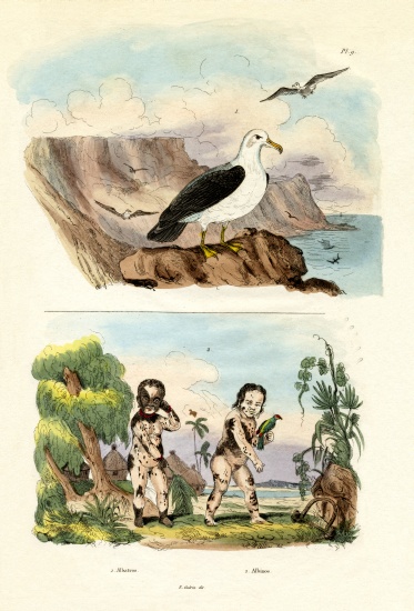Albatros à École française, (19ème siècle)