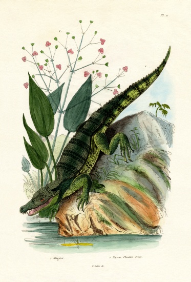 Alligator à École française, (19ème siècle)