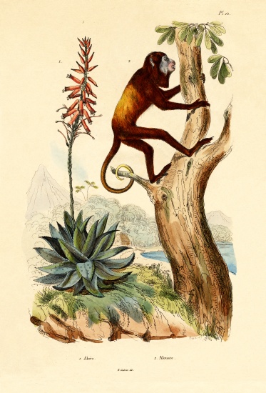 Aloe vera à École française, (19ème siècle)