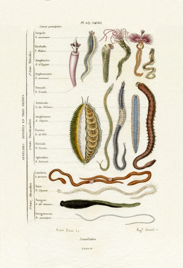 Annelids à École française, (19ème siècle)