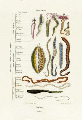 Annelids