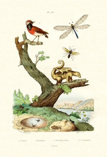 Ants à École française, (19ème siècle)