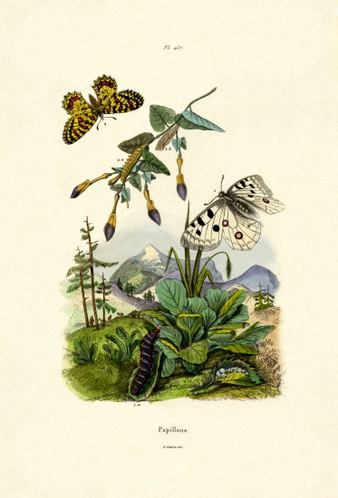 Apollo Butterfly à École française, (19ème siècle)