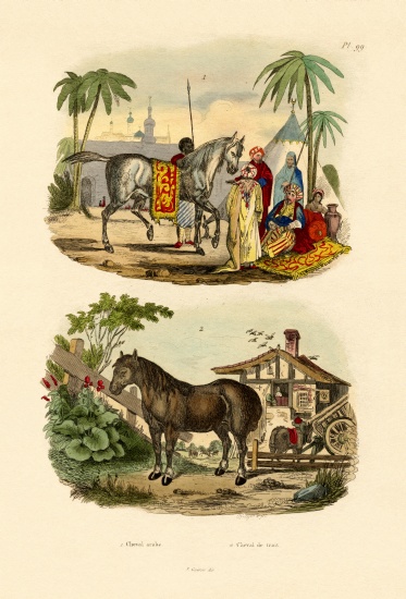 Arab Horse à École française, (19ème siècle)