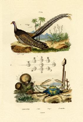 Argus Pheasant