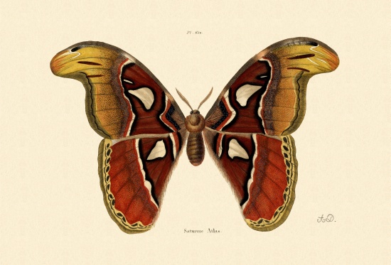 Atlas Moth à École française, (19ème siècle)