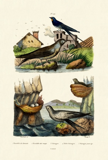 Barn Swallow à École française, (19ème siècle)