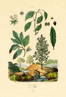 Bay Laurel