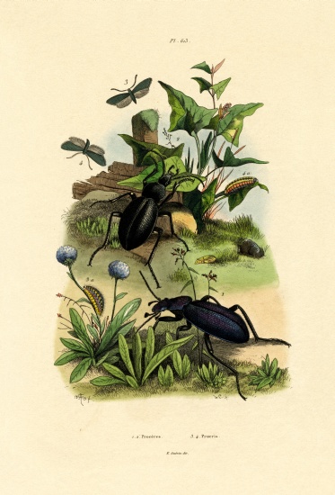 Beetles à École française, (19ème siècle)
