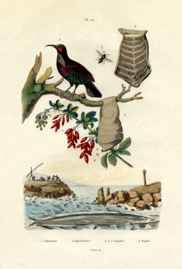 Bird of Paradise à École française, (19ème siècle)